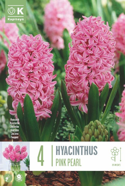 Hüatsint 'Pink Pearl' 4tk 16/17
