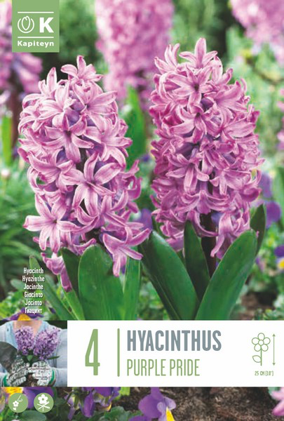 Hüatsint 'Purple Pride' 4tk 16/17