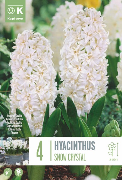 Hüatsint 'Snow Crystal' 4tk 16/17