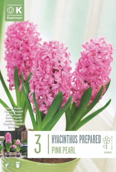 Hüatsint 'Pink Pearl' 3tk 17/18