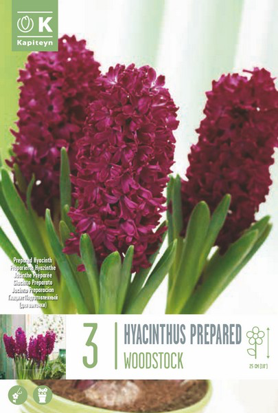 Hüatsint 'Woodstock' 3tk 17/18