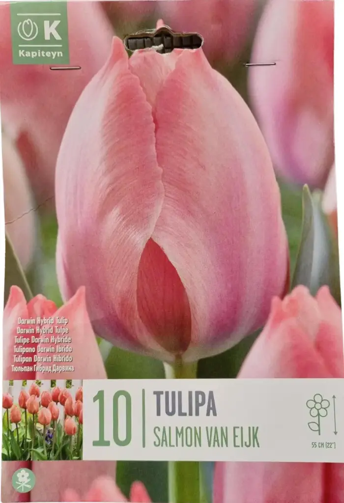 Tulp 'Salmon Van Eijk®' 10tk 11/12