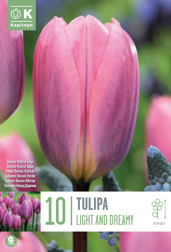 Tulp 'Light and Dreamy' 10tk 11/12