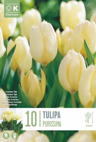 Fosteri tulp 'Purissima' 10tk 11/12