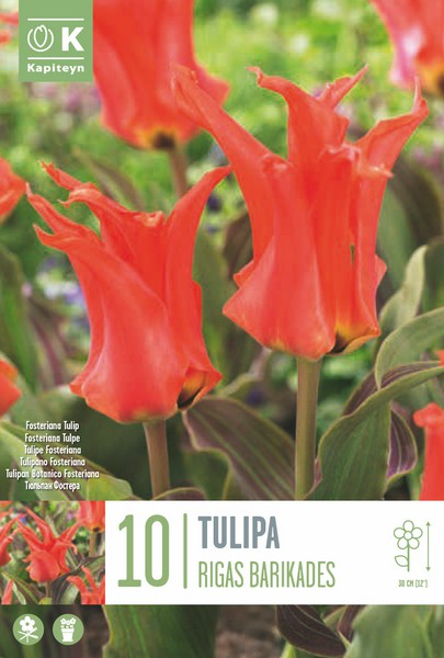 Fosteri tulp 'Rigas Barikadas' 10tk 11/12