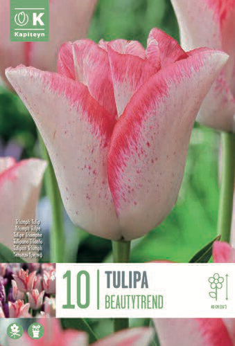 Tulp 'Beautytrend®' 10tk 11/12