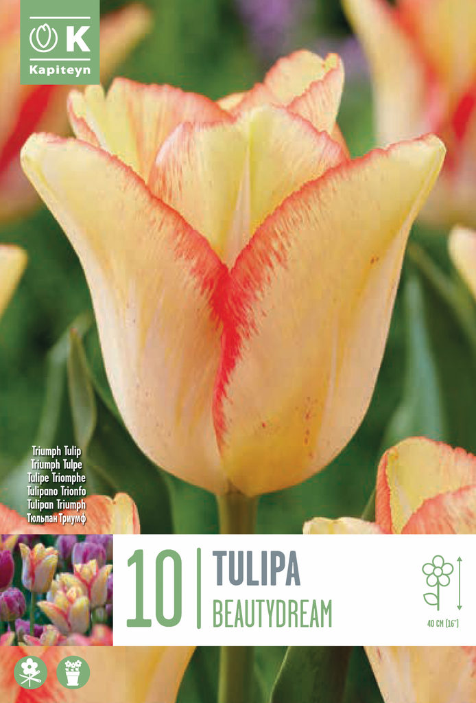 Tulp 'Beautydream' 10tk 11/12