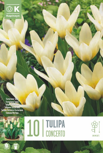 Fosteri tulp 'Concerto' 10tk 11/12