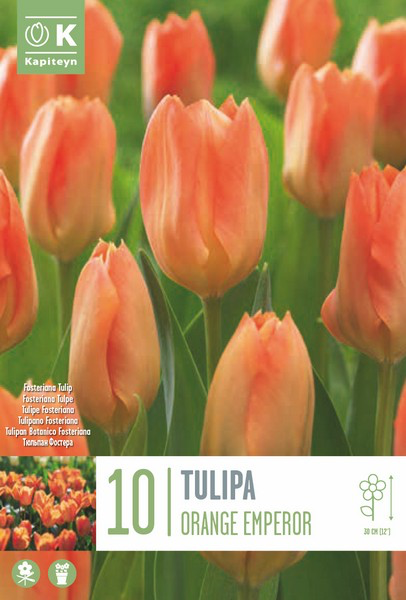 Fosteri tulp 'Orange Emperor' 10tk 11/12