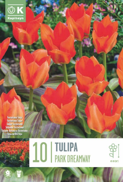 Fosteri tulp 'Park Dreamway' 10tk 11/12