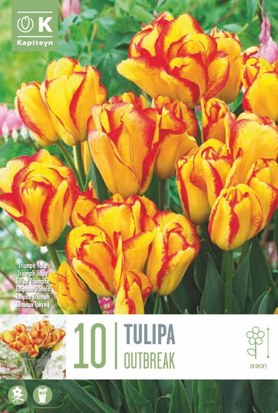 Tulp 'Dwarf Outbreak' 10tk 11/12