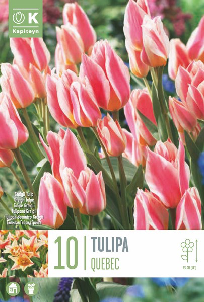 Greigi tulp 'Quebec' 10tk 11/12