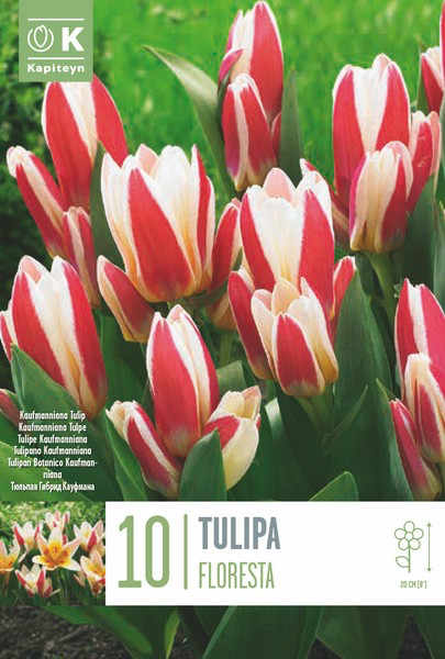 Kaufmanni tulp 'Floresta' 10tk 11/12