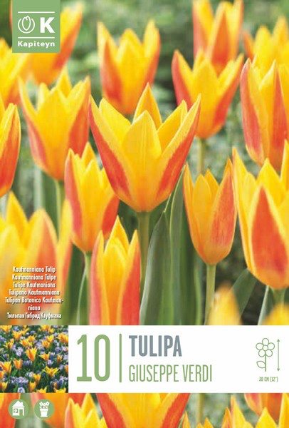 Kaufmanni tulp 'Giuseppe Verdi' 10tk 11/12