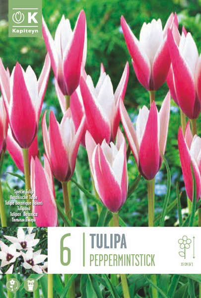 Tulp 'Peppermintstick' 6tk 6/8