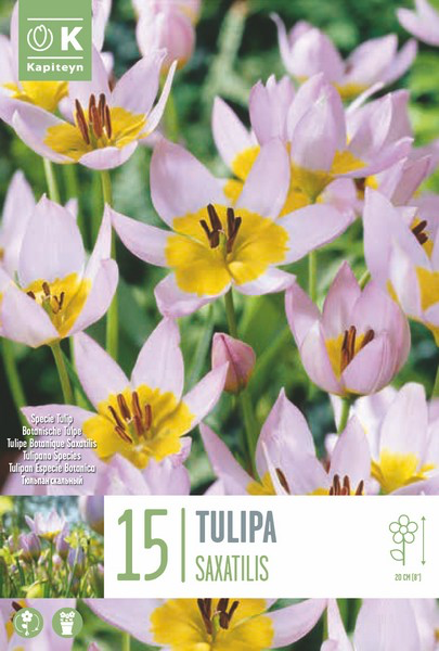 Bakeri tulp 15tk 6/7