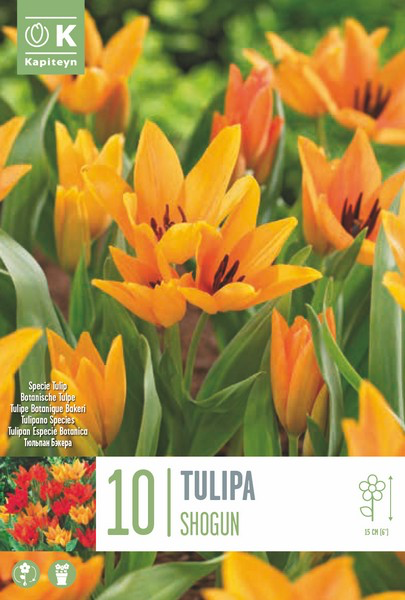 Tulp 'Shogun' 10tk 8/9