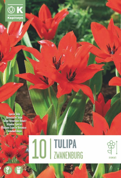 Tulp 'Zwanenburg' 10tk 7/+