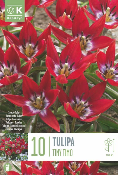 Tulp 'Tiny Timo' 10tk 6/+