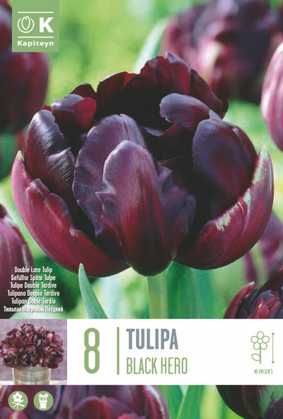 Tulp 'Black Hero' 8tk 12/+