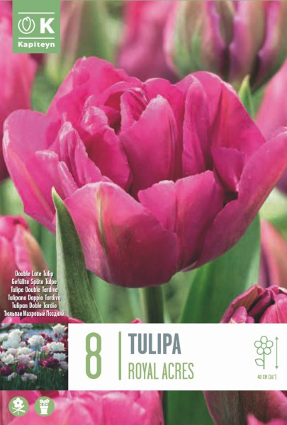Tulp 'Royal Acres' 8tk 12/+