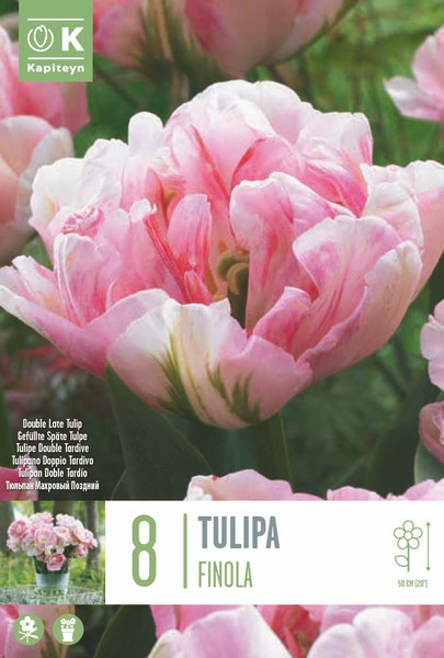 Tulp 'Finola' 8tk 12/+