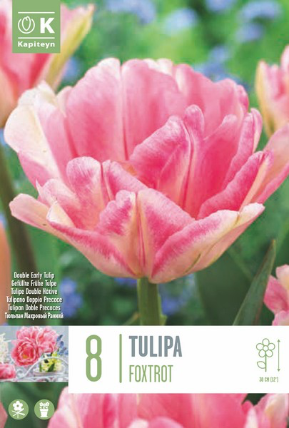 Tulp 'Foxtrot' 8tk 12/+