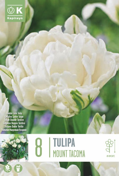 Tulp 'Mount Tacoma' 8tk 12/+