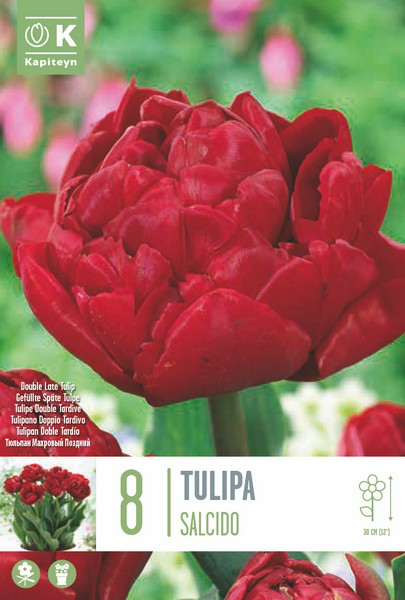 Tulp 'Salcido' 8tk 12/+