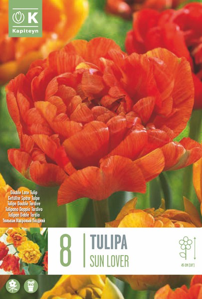 Tulp 'Sun Lover' 8tk 12/+