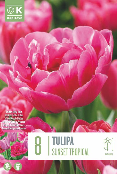 Tulp 'Sunset Tropical' 8tk 12/+