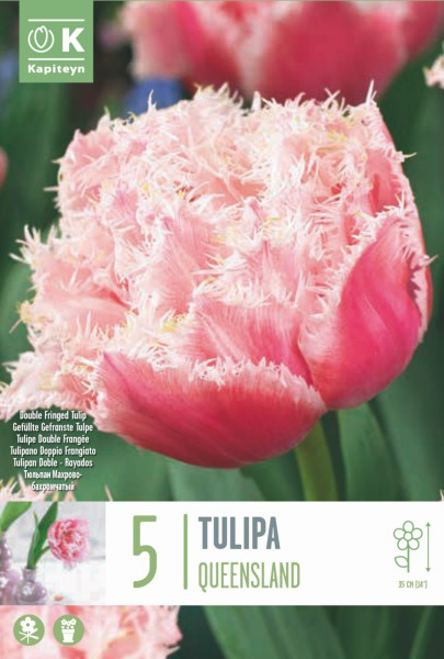 Tulp 'Queensland' 5tk 12/+
