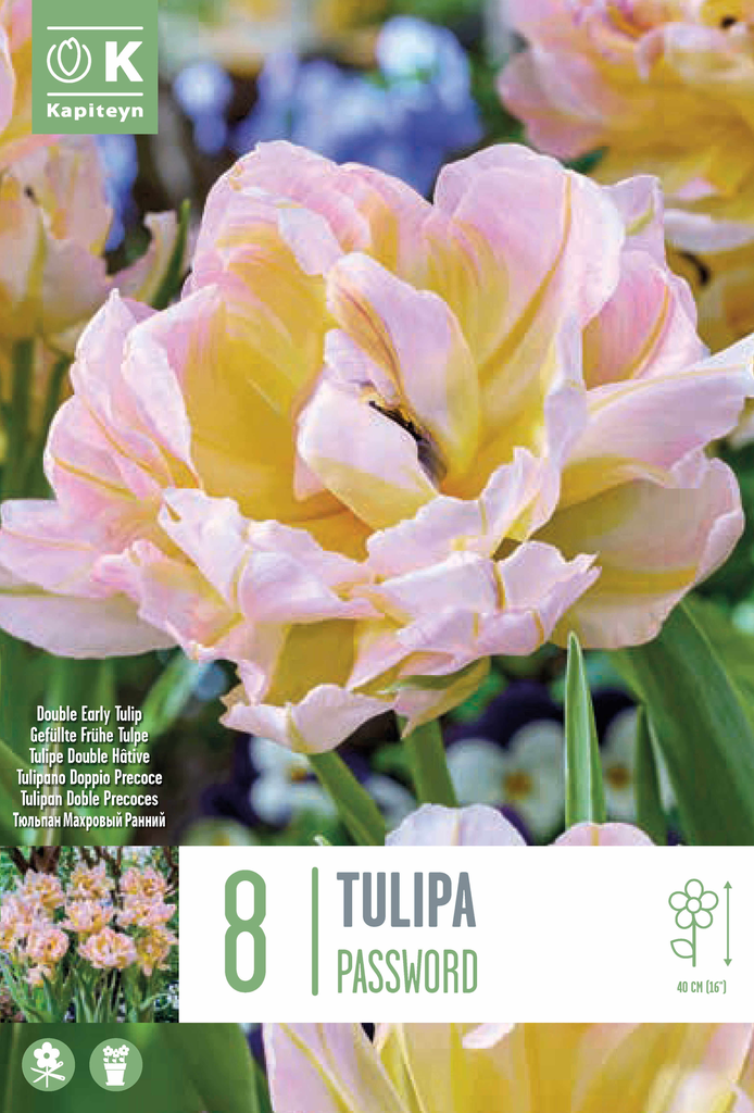 Tulp 'Password®' 8tk 12/+