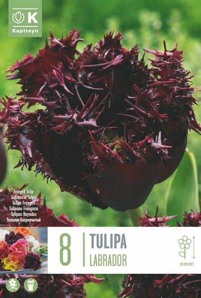 Tulp 'Labrador' 8tk 12/+