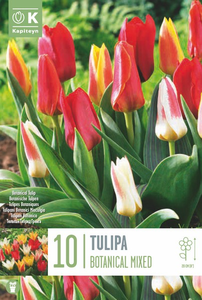 Tulp botaaniline, valik 8tk 11/12