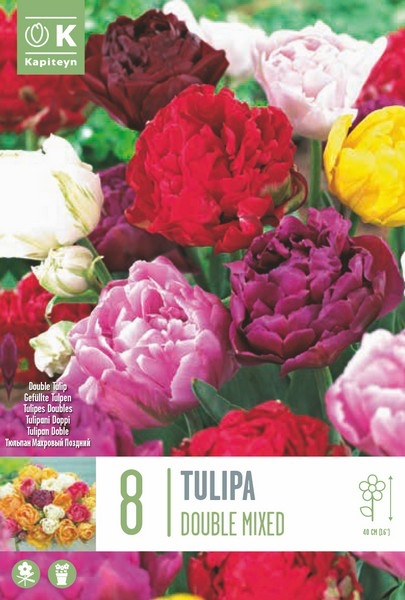 Tulp valik topelt, hiline  8tk 12/+