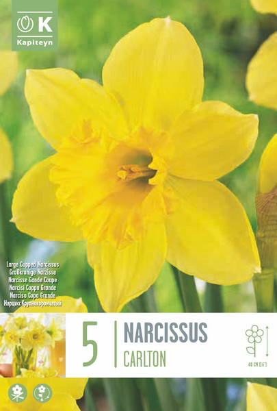 Nartsiss 'Carlton' 5tk 14/16