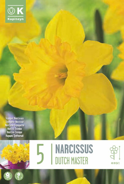 Nartsiss 'Dutch Master' 5tk 14/16