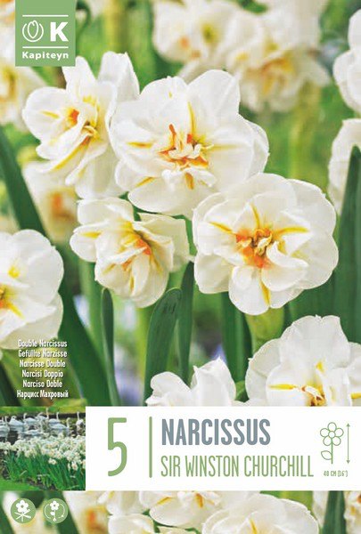 Nartsiss 'Sir Winston Churchill' 5tk 14/16