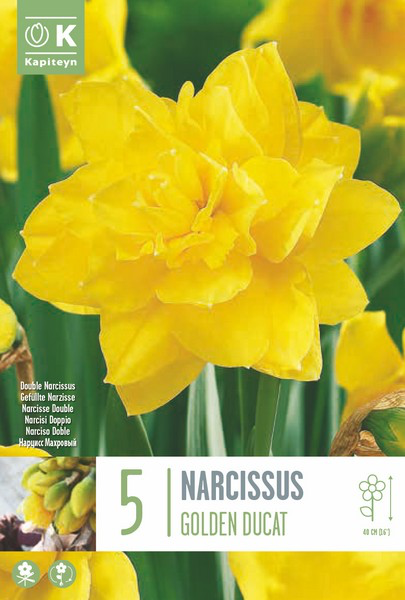 Nartsiss 'Golden Ducat' 5tk 14/16