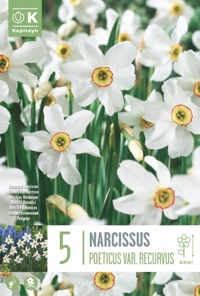 Nartsiss 'Recurvus' 5tk 12/14 II
