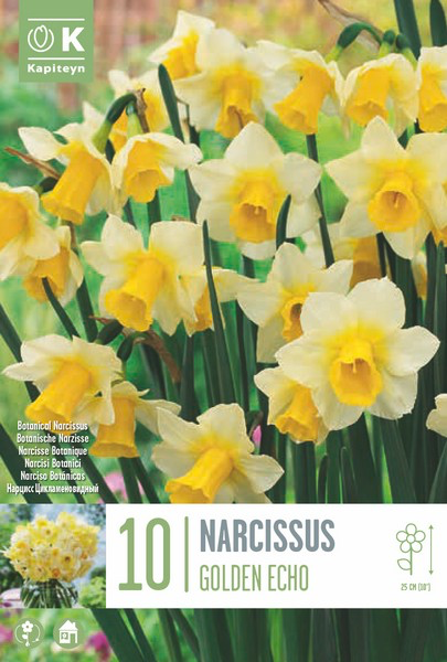 Nartsiss 'Golden Echo' 10tk 10/12