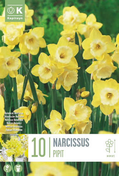 Nartsiss 'Pipit' 10tk 10/12