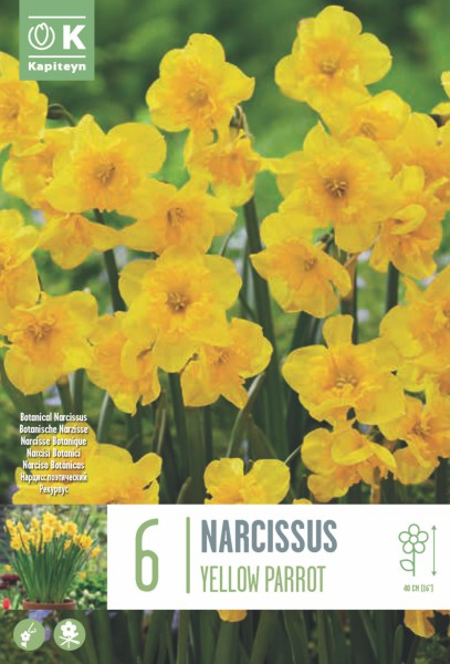 Nartsiss 'Yellow Parrot' 6tk 12/14