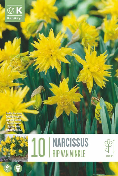 Nartsiss 'Rip Van Winkle' 10tk 10/12