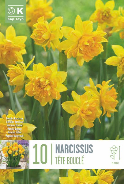 Nartsiss 'Teteboucle' 10tk 10/12