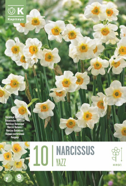 Nartsiss 'Yazz' 10tk 10/12