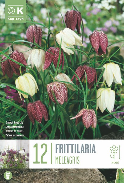 Kirju püvilill 12tk 6/7