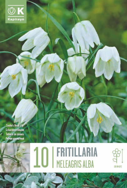 Kirju püvilill 'Alba' 10tk 5/+