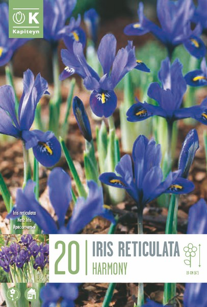 Iiris 'Harmony' 15tk 6/+